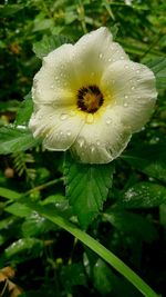 Close-up of water drops on flower