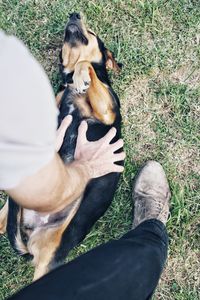 Low section of person with dog on field