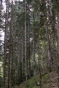 Full frame shot of bamboo trees in forest