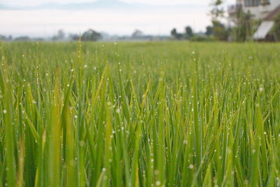 Close-up of wheat field