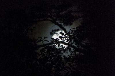 Low angle view of illuminated moon in sky at night