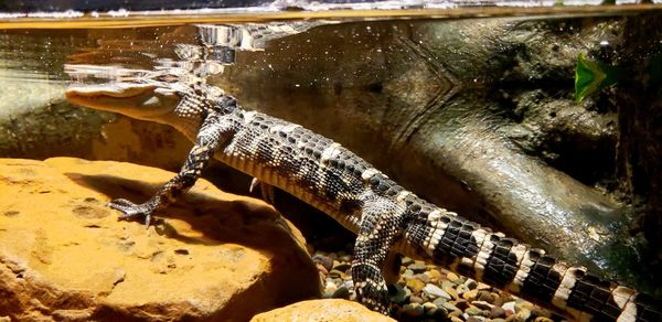 Close-up of lizard on rock