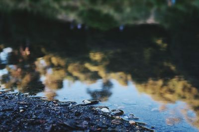 Reflection of trees in puddle