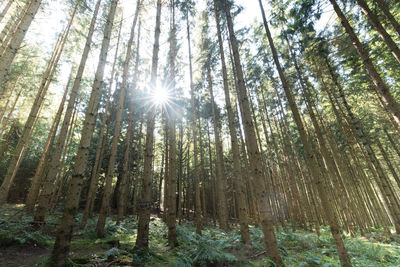 Low angle view of sunlight streaming through trees in forest