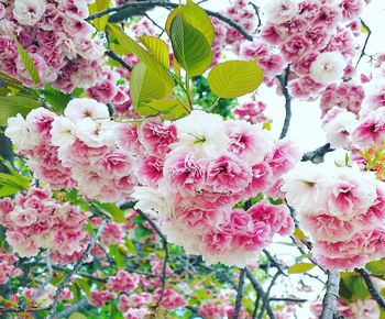 Close-up of pink cherry blossoms