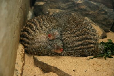 High angle view of mongooses sleeping on rock