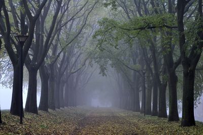 Trees in forest