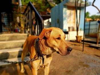 Close-up of a dog looking away