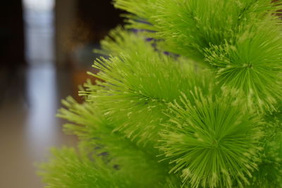 Close-up of pine tree