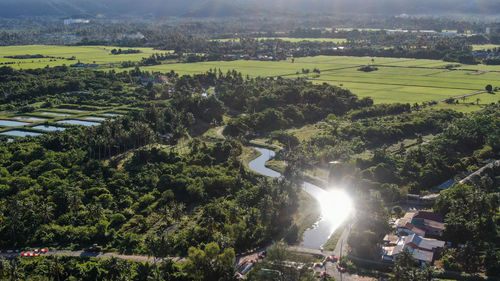 High angle view of trees and plants in city