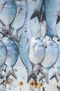 Fish being sold on the market in the harbour