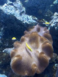 Close-up of fish underwater