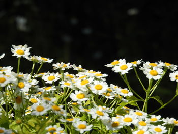 Close-up of white daisy flowers on field