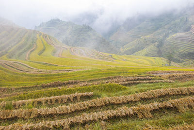 Scenic view of agricultural field against sky