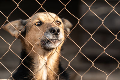 Close-up of a dog seen through chainlink fence