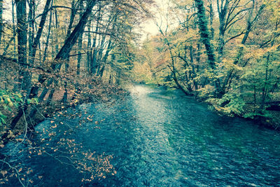 River amidst trees in forest