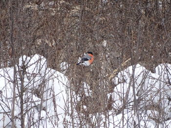 Bird perching on snow covered land