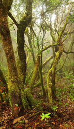 Trees in forest