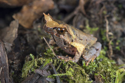 Close-up of frog on rock