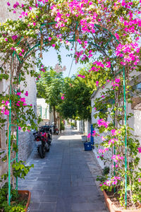Potted plants on footpath