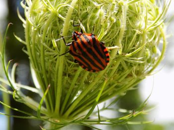 Close-up of insect on plant