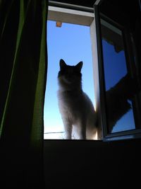 Low angle view of cat looking through window