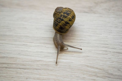 Close-up of snail on wood