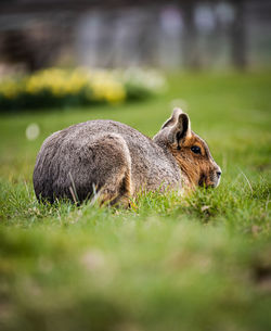 Close-up of rabbit on field