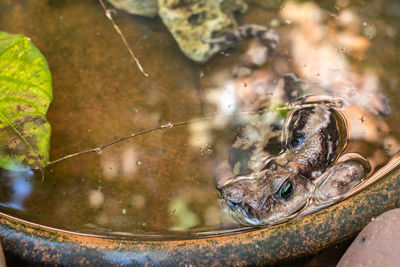 Close-up of turtle in lake