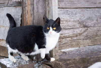 Portrait of black cat sitting on wood