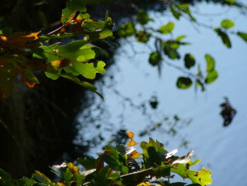 Close up of a plant