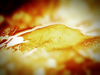 Full frame shot of yellow leaf