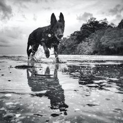 Dog walking at beach against sky