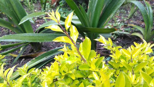 Close-up of plant