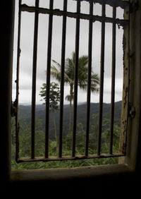 Close-up of trees seen through window