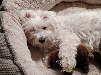 Portrait of dog lying down