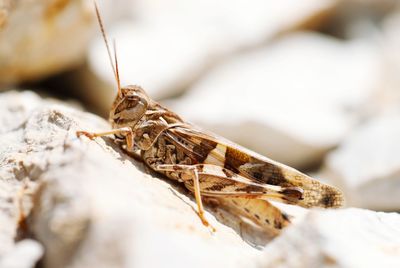 Close-up of insect on rock