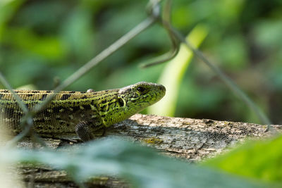 Close-up of lizard on tree