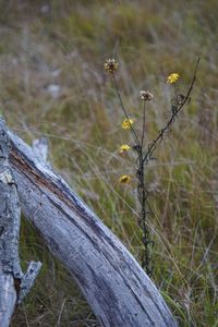 Close-up of plant growing on tree trunk