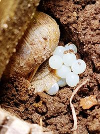 Close-up view of eggs