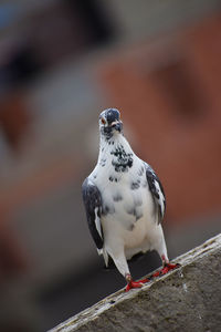 Close-up of seagull perching on railing