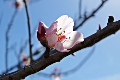 Close-up of pink cherry blossoms on branch