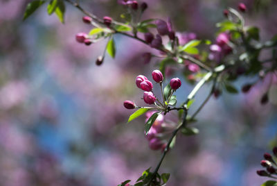 Close-up of pink flowering plant