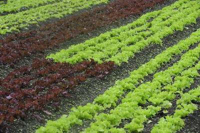 Plants growing on field