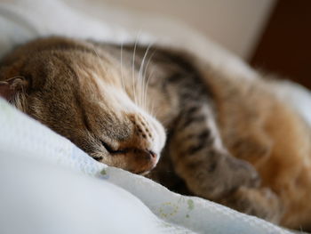 Close-up of cat sleeping