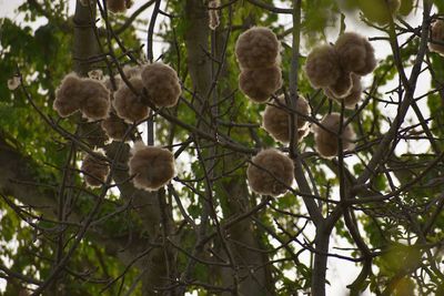 Close-up of flowers growing on tree