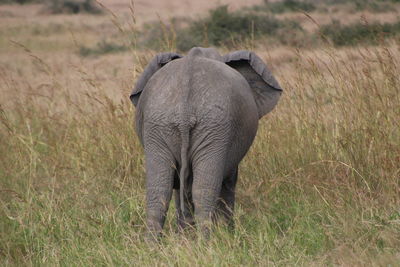 Elephant in grass