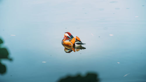 View of duck swimming in sea