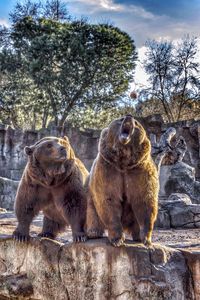 Brown bears on rocks in zoo