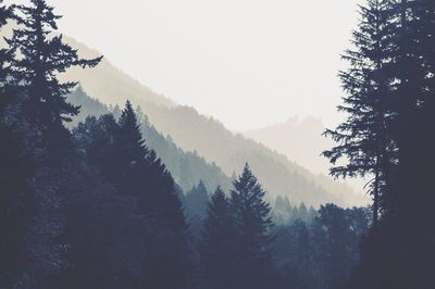 Pine trees in forest against sky during winter